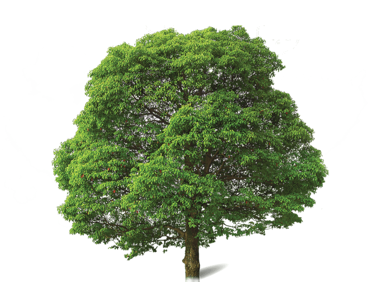 H2-Ready-Mefkon-tree2-5