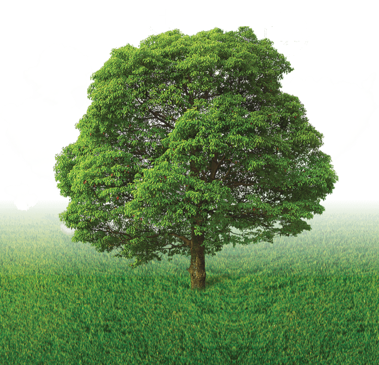 H2-Ready-Mefkon-tree2-mobile